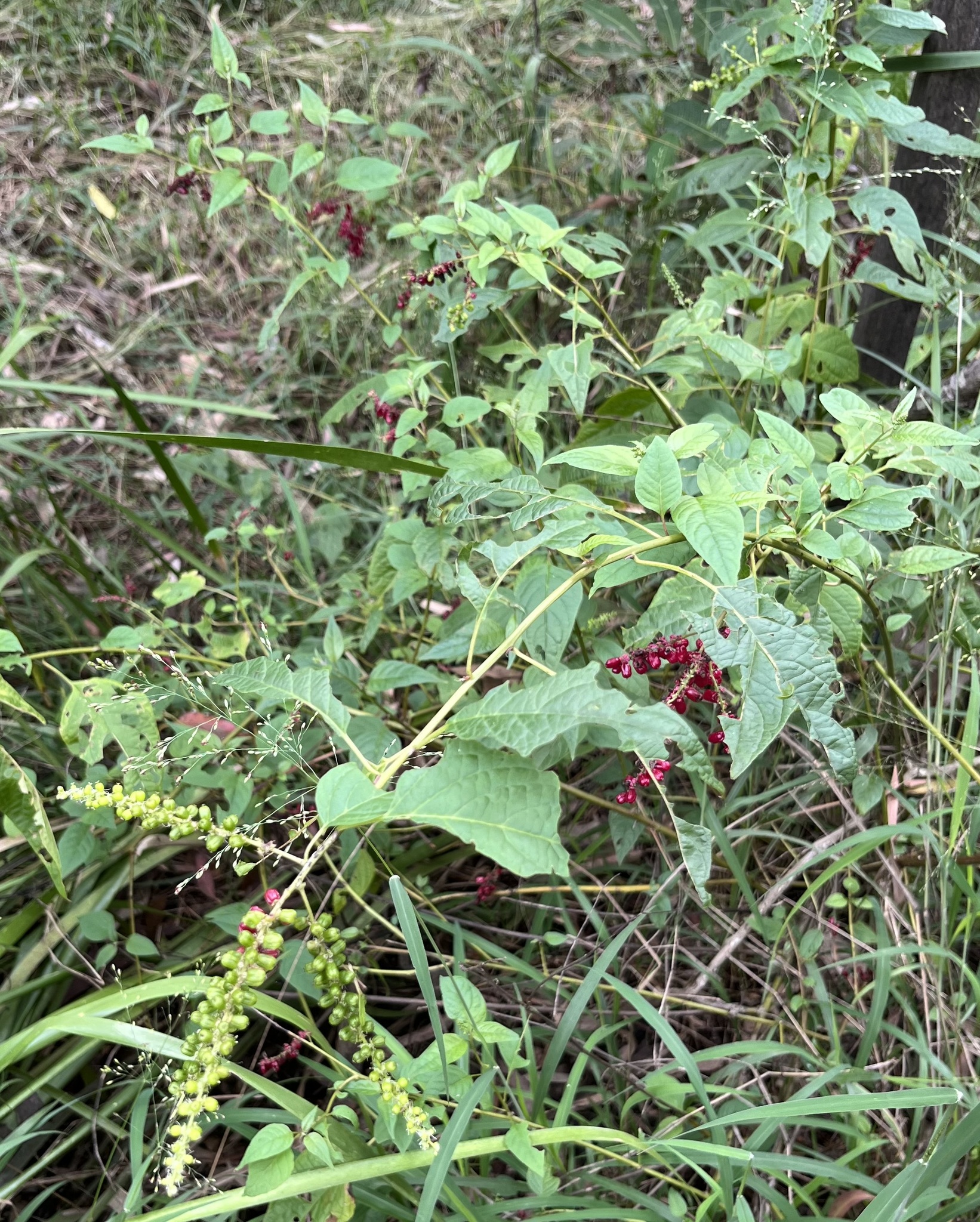 Redberry (Deeringia amaranthoides)
