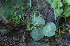 Ranunculus kauffmannii