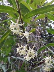 Epidendrum aggregatum