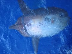 Sharptail Mola photo 3