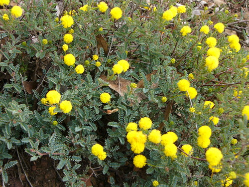 Brown's Wattle (Acacia browniana)