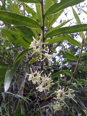 Epidendrum aggregatum