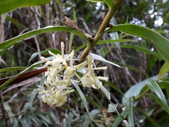 Epidendrum aggregatum