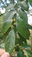Lindera communis