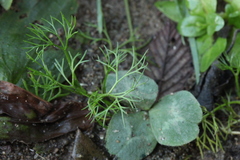 Ranunculus kauffmannii