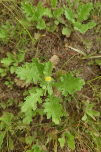 Grangea maderaspatana, photograph 5