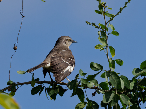 Northern Mockingbird