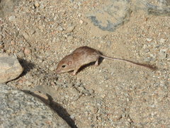 Chaetodipus