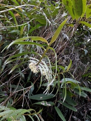 Epidendrum aggregatum