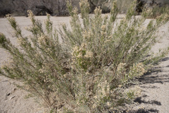 Ericameria paniculata