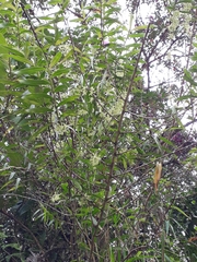 Epidendrum aggregatum