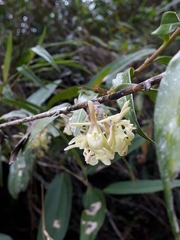 Epidendrum aggregatum