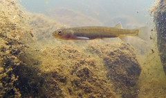 Dargo Galaxias photo 1