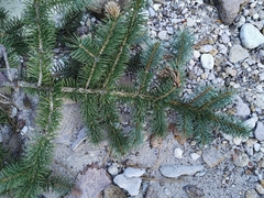 Picea chihuahuana