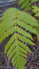 Woodwardia fimbriata image