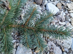 Picea chihuahuana