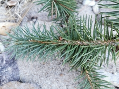 Picea chihuahuana