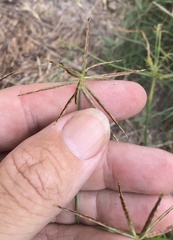 Cyperus subulatus