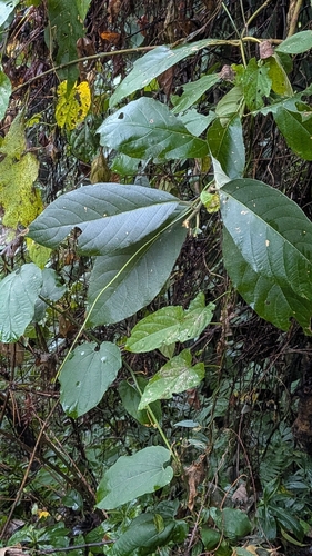 Alnus nepalensis, photograph 2