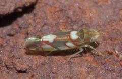 Erythroneura elegans