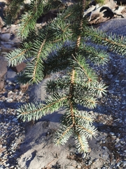 Picea chihuahuana