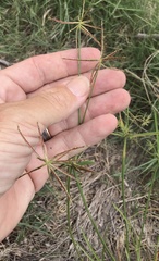 Cyperus subulatus