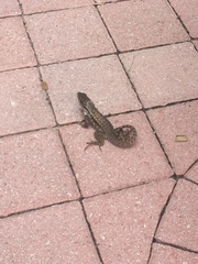 Leiocephalus carinatus