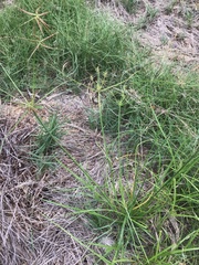 Cyperus subulatus