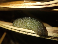 Athoracophorus papillatus