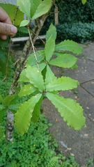 Quercus aliena