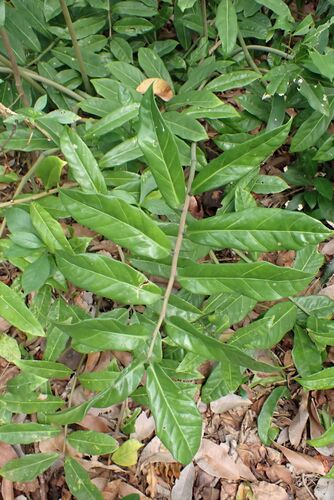 ZZ Plant plant photo (Zamioculcas zamiifolia)