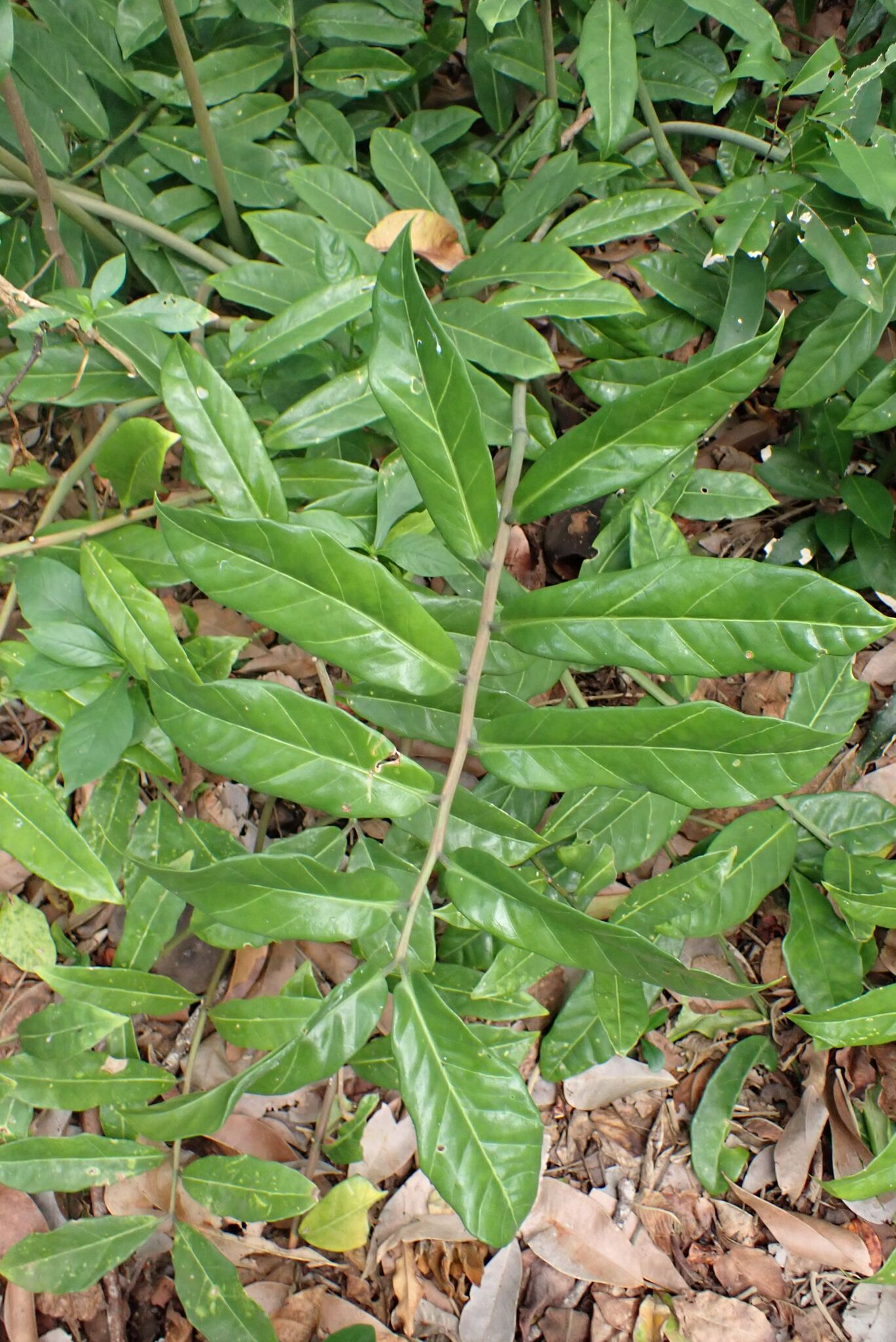 Zamioculcas zamiifolia