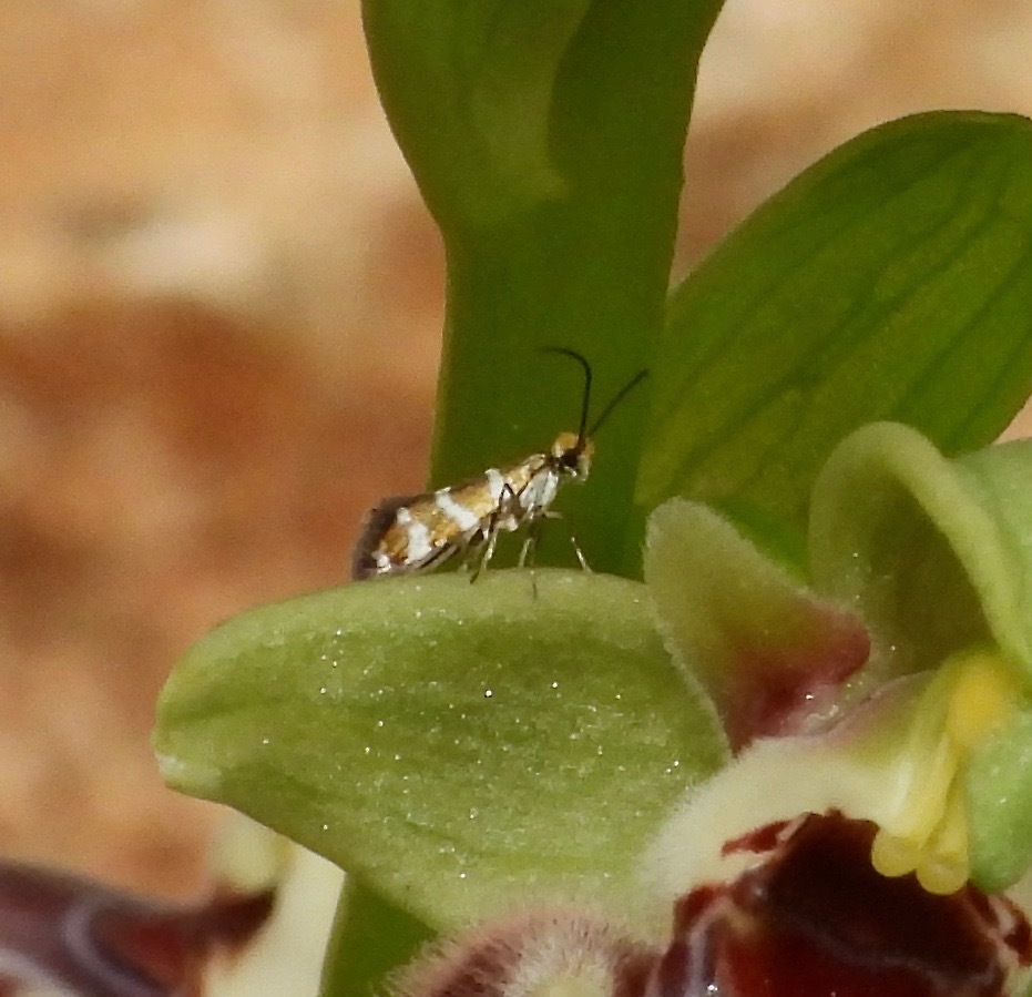 Micropterix cypriensis