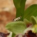 Micropterix cypriensis - Photo (c) desertnaturalist, algunos derechos reservados (CC BY), subido por desertnaturalist