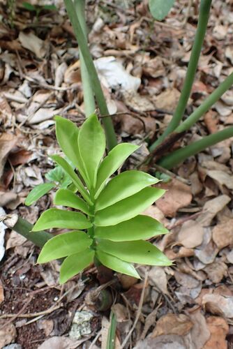 Zamioculcas zamiifolia