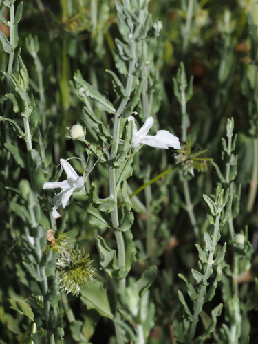 Grey Germander (Teucrium racemosum)