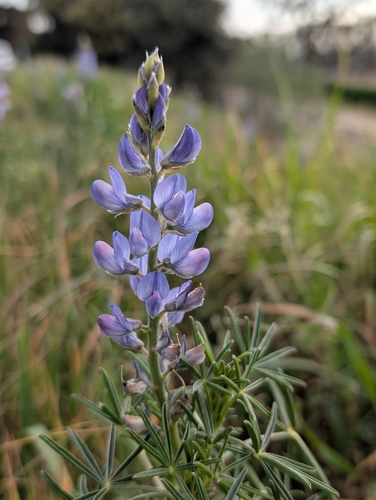 Narrow-leaved Lupine