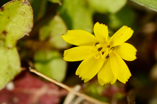 Lapsanastrum apogonoides iNat (2)