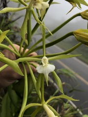 Epidendrum lacustre