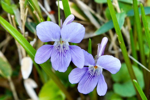 Viola grypoceras iNat (2)
