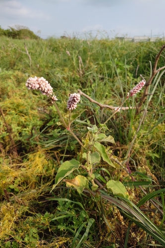 kiss-me-over-the-garden-gate (Persicaria orientalis)