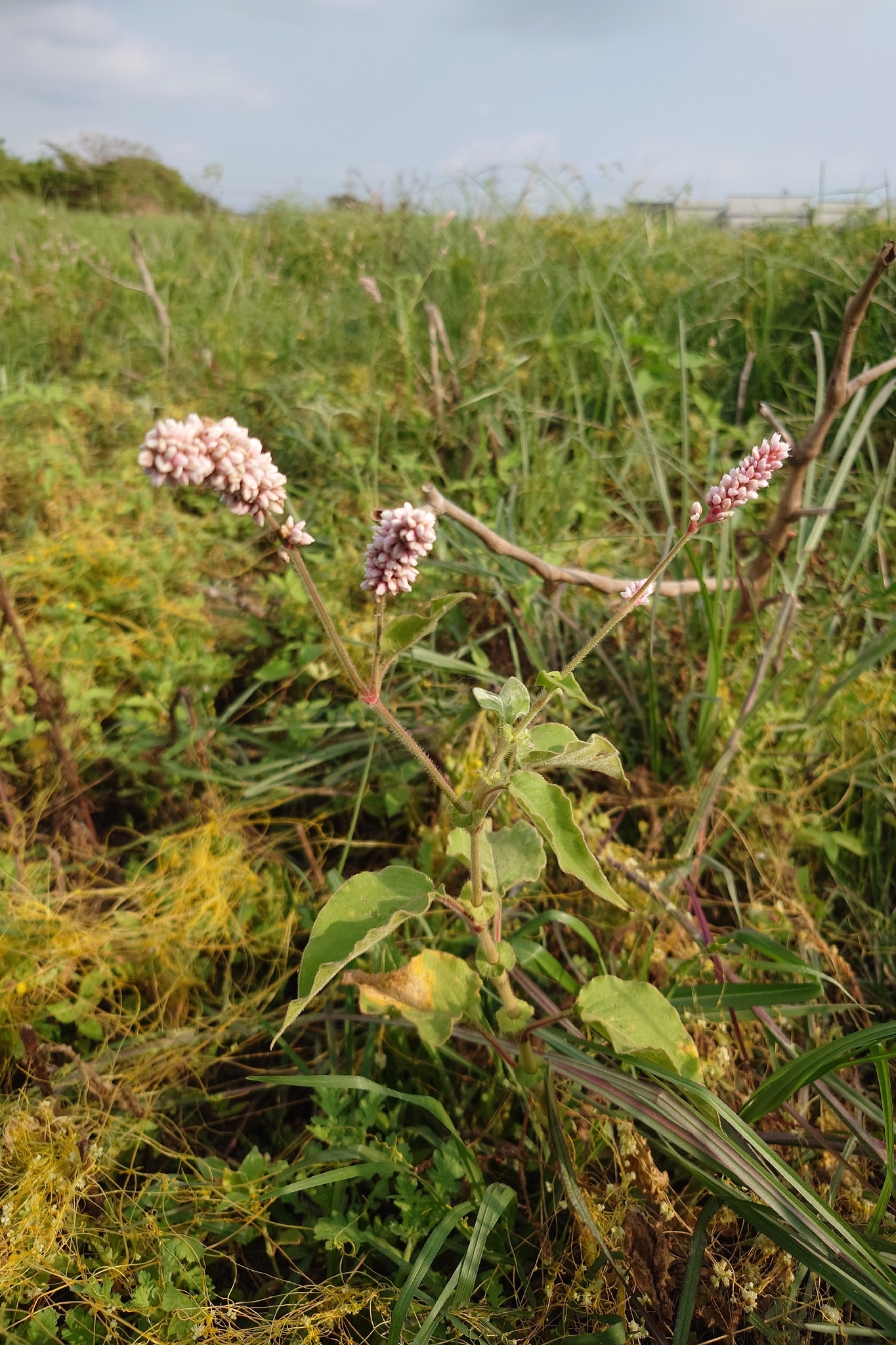 Kiss-Me-Over-The-Garden-Gate (Persicaria orientalis)