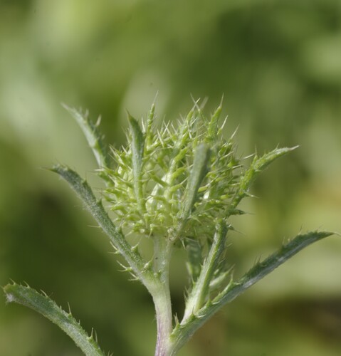 Birdcage Thistle