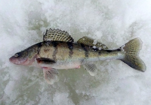 Volga pikeperch (Sander volgensis) — Percidae — 2