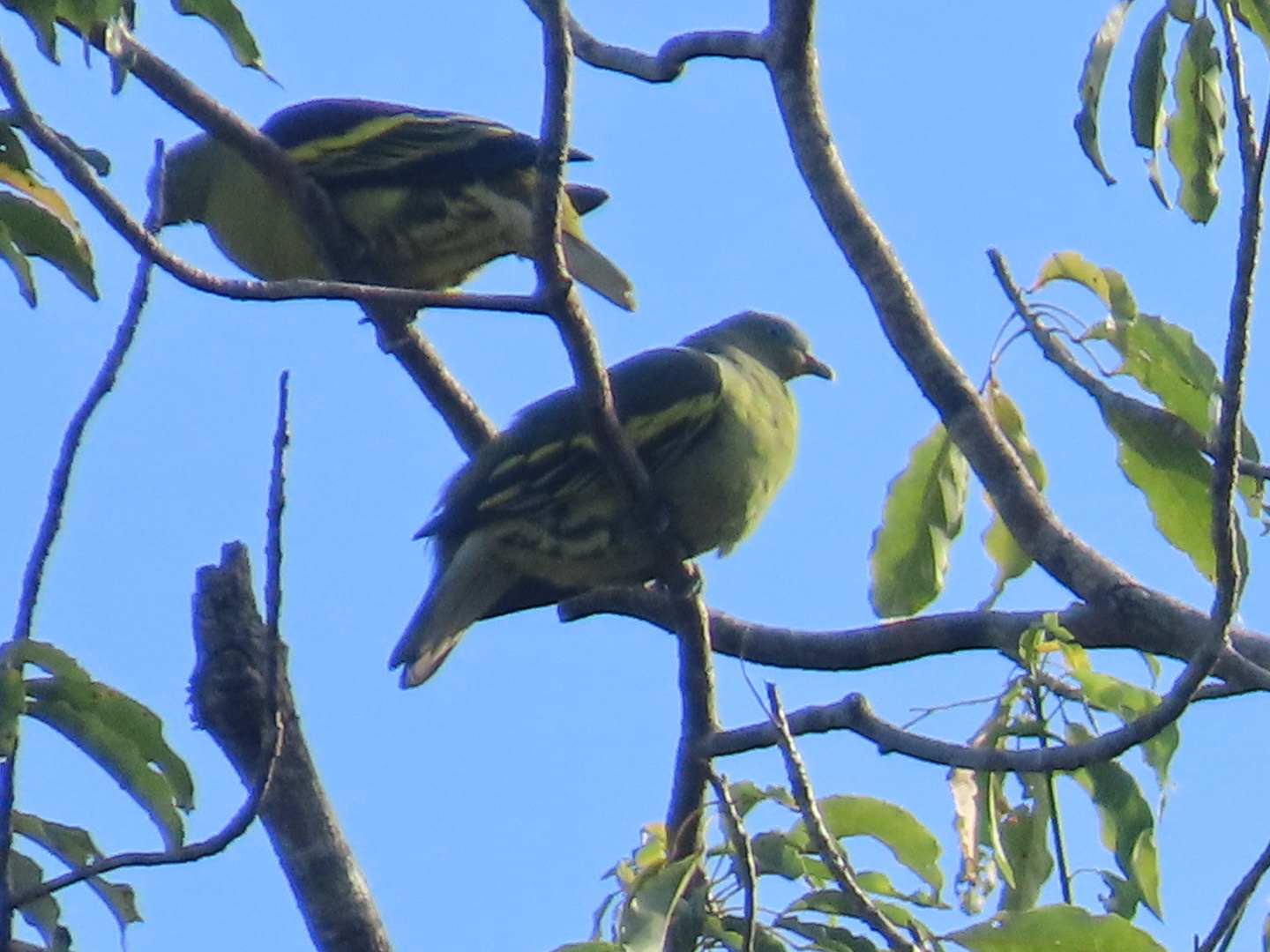 Philippine Green Pigeon (Treron axillaris), photo 1