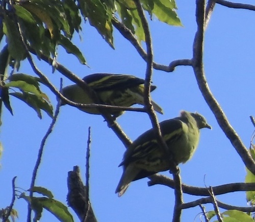 Philippine Green Pigeon (Treron axillaris), photo 2