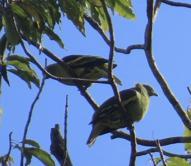 Philippine Green Pigeon (Treron axillaris), photo 2
