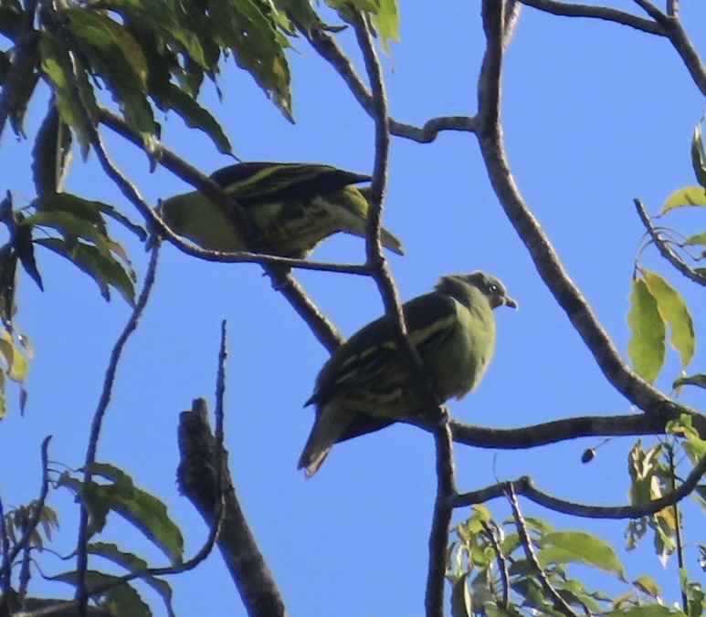 Philippine Green Pigeon (Treron axillaris), photo 3
