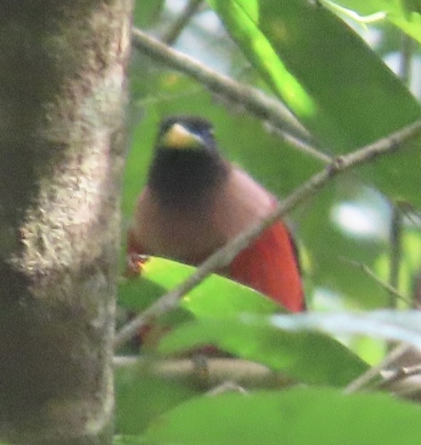 Philippine Trogon (Harpactes ardens)
