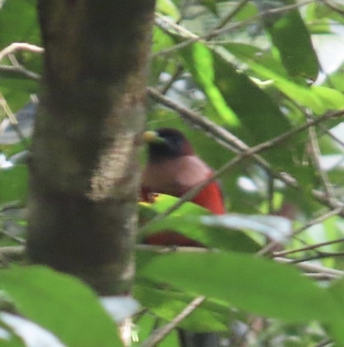 Philippine Trogon (Harpactes ardens), photo 2